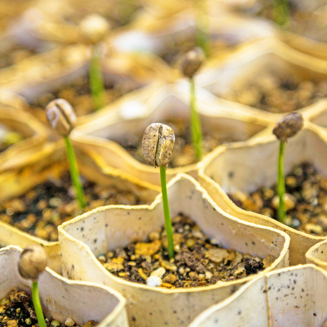 Image of seedlings in pots that are just starting to sprout in an Argenta Greenhouse.