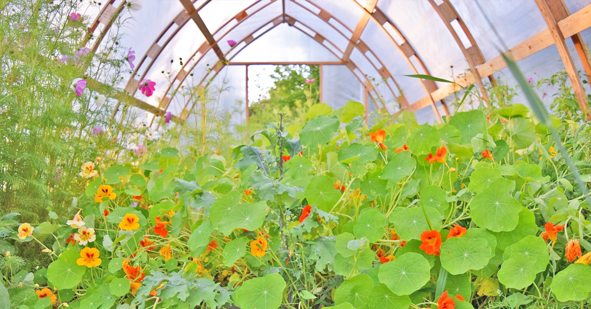 Stunning nasturtiums in full bloom in a beautiful Gothic Arch Greenhouse designed by Argenta Greenhouse Company. 
